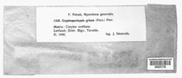 Cryptosporiopsis grisea image